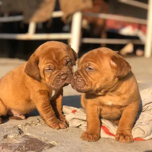 New Foundland Puppies For Sale in Bangalore