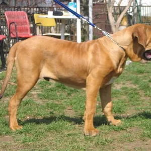 New Foundland Puppies For Sale in Chennai