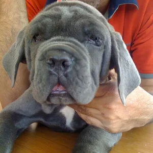 New Foundland Puppies For Sale in Gurgaon