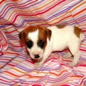 New Foundland Puppies For Sale in Hyderabad