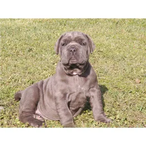 New Foundland Puppies For Sale in Noida