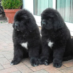 Newfoundland Puppies for sale in india