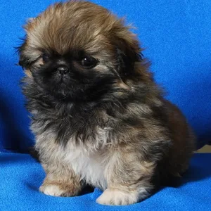 Pekingese Puppies for sale in india