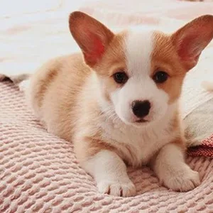 Pembroke welsh corgi