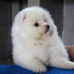Pomeranian puppy for sale in delhi
