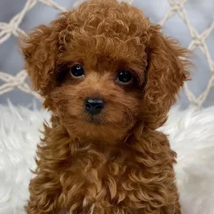 Poodle puppy for sale in Mumbai