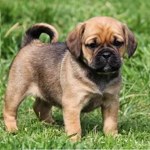 puggle dog puppy for sale in india