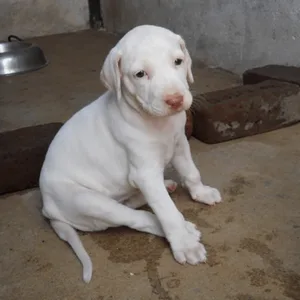 Rajapalayam puppy for sale in India