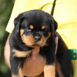 Rottweiler Puppy For Sale