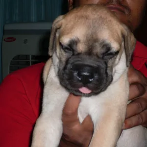 Saint bernard Puppies For Sale in Bangalore