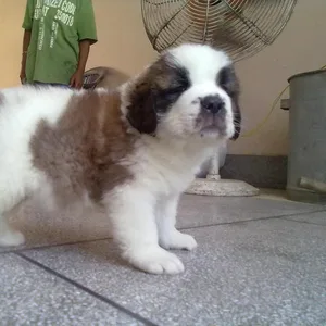 Saint bernard Puppies For Sale in Chennai