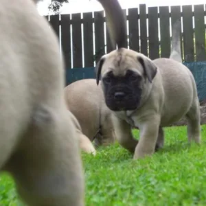 Saint bernard Puppies For Sale in Gurgaon