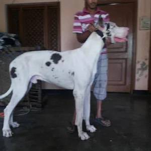 Saint bernard Puppies For Sale in Hyderabad