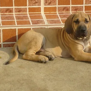 Samoyed Puppies For Sale in Gurgaon