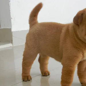 Samoyed Puppies For Sale in Hyderabad