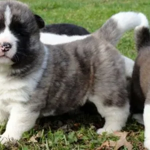 Schnauzer Puppies For Sale in Bangalore