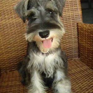 Schnauzer Puppies For Sale in Chennai