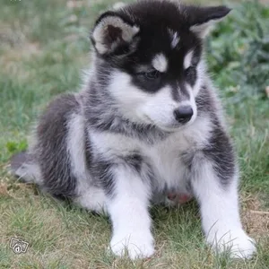 Schnauzer Puppies For Sale in Hyderabad