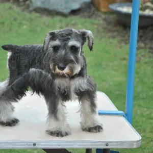 Schnauzer Puppies For Sale in Mumbai