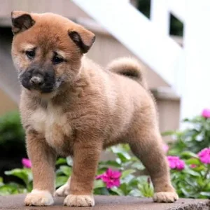 Shiba Inu puppy for sale in India