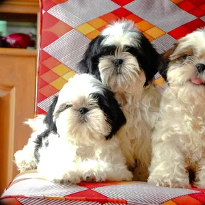 Shih Tzu