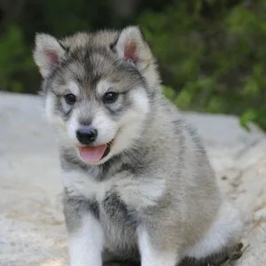 Tamaskan puppy for sale