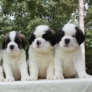 Tibetan Mastiff Puppies For Sale in Bangalore