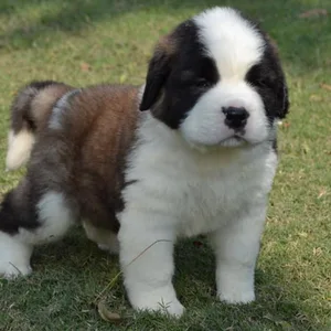 Tibetan Mastiff Puppies For Sale in Gurgaon