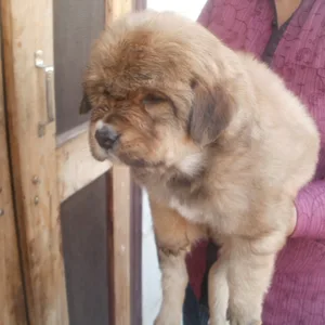 Tibetan Mastiff Puppies For Sale in Hyderabad