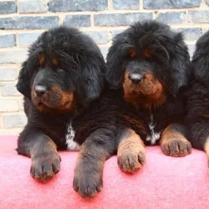 Tibetan Mastiff Puppies For Sale in Mumbai