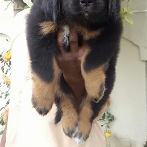 tibetan mastiff puppy for sale in delhi
