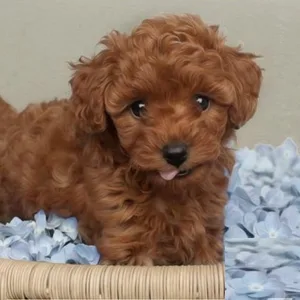 Toy Poodle Puppies for sale