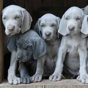 Weimaraner puppy for sale in India