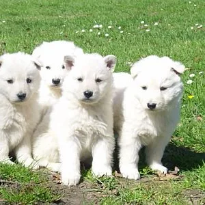 White German Shepherd Puppy for sale in India