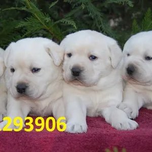 White Labrador Puppies for sale in India