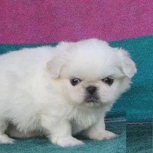 White Pekingese Puppies for sale in india