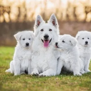 White Shiloh Shepherd Puppy for sale in india