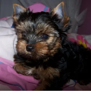 Yorkshire terrier puppy for sale in Delhi