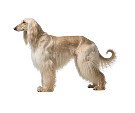Afghan hound