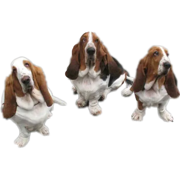 Basset hound