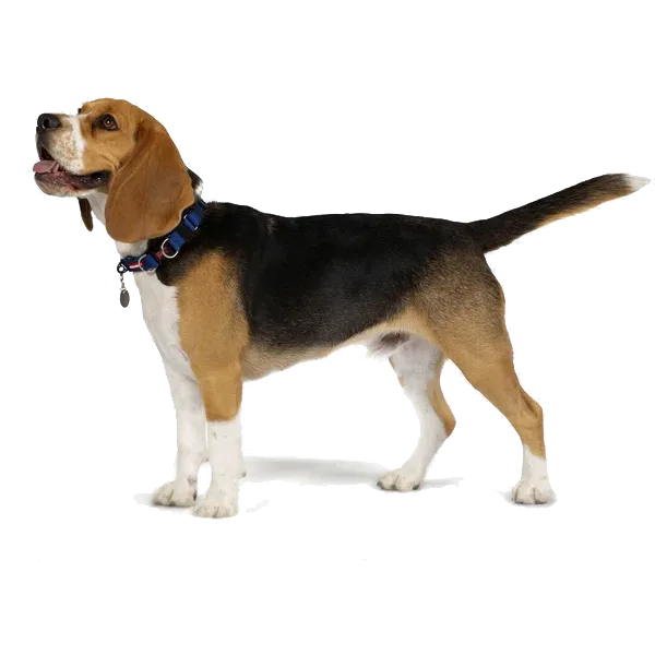 Beagle