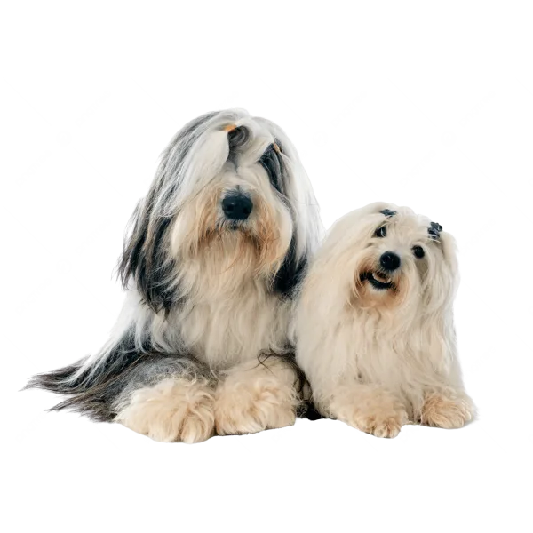 Bearded Collie