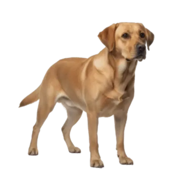 Labrador