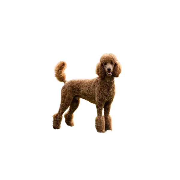 Poodle