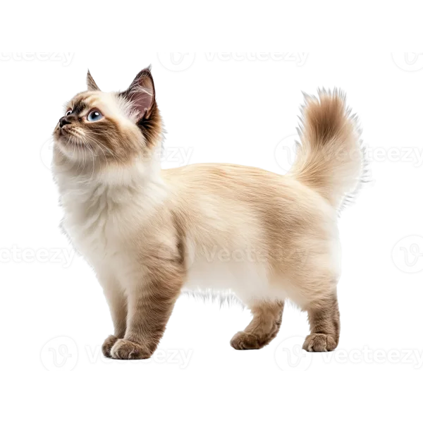 Ragdoll