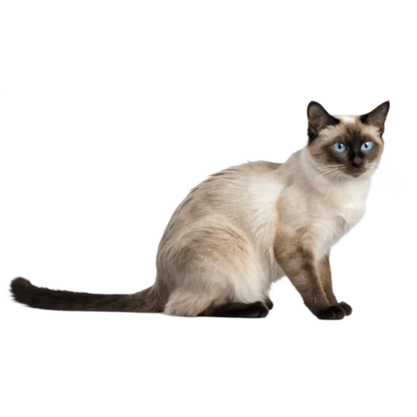 Siamese