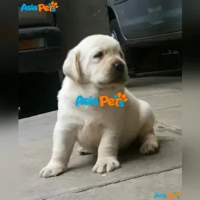 Adorable Labrador Puppy