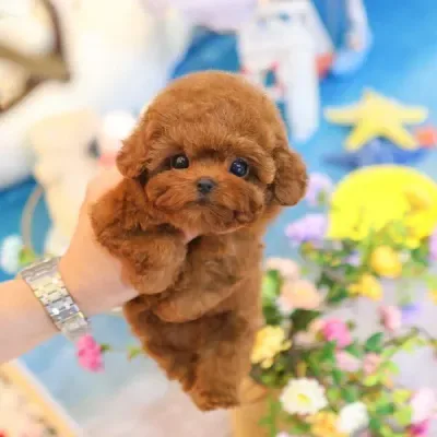 Toy Poodle Puppy Delhi