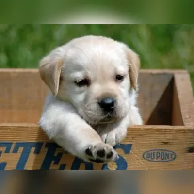 Playful Labrador Champion Line