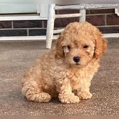 Standard Poodle Puppies for sale